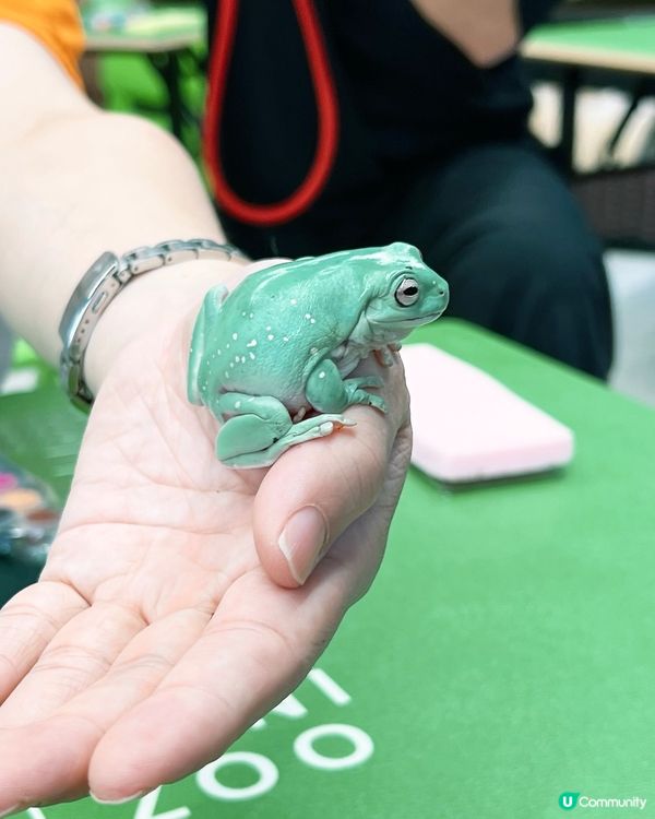 IG免費名額✨My Mini Zoo 同小動物近距離接觸💖