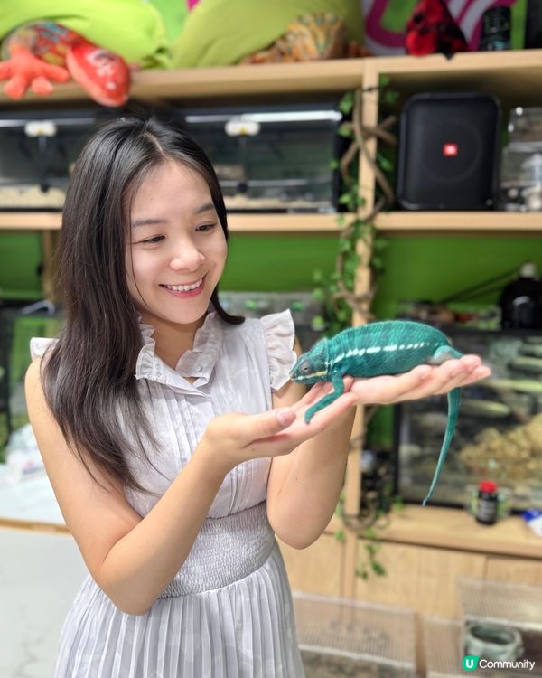 同小動物享受chill time! 🐰🦎