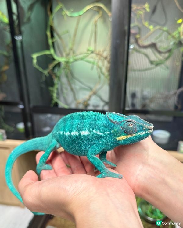 同小動物享受chill time! 🐰🦎