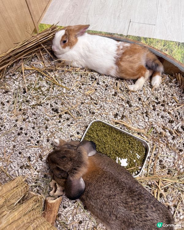 同小動物享受chill time! 🐰🦎