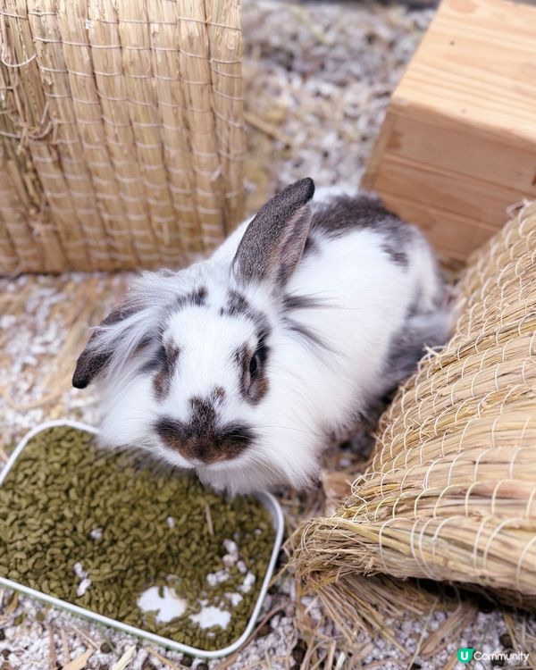 同小動物享受chill time! 🐰🦎