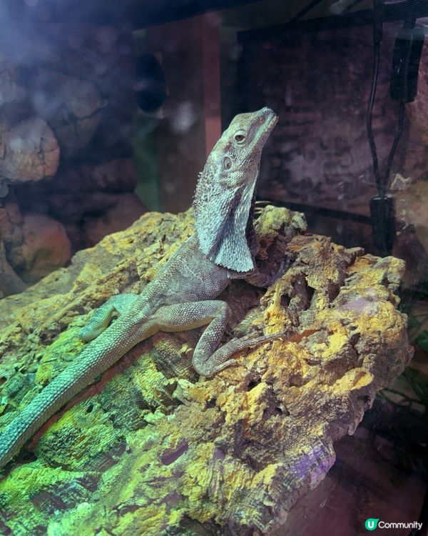 同小動物享受chill time! 🐰🦎