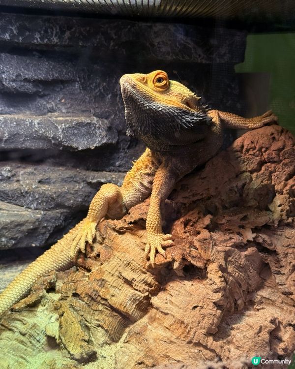 同小動物享受chill time! 🐰🦎