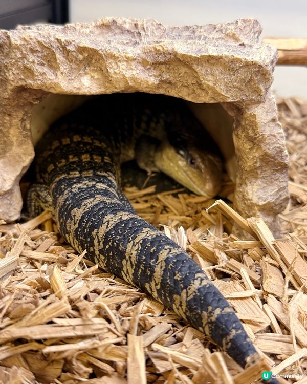 同小動物享受chill time! 🐰🦎