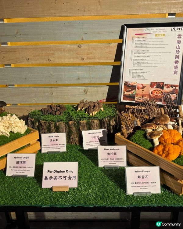 銅鑼灣柏寧 性價比Buffet!🤤✨