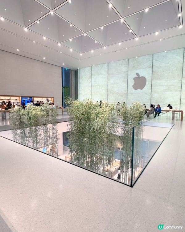 🎋 澳門倫敦人 🎍 室內竹林Apple Store