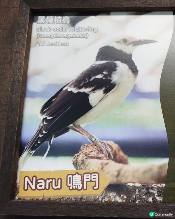 嘉道理農場70週年, 動物篇