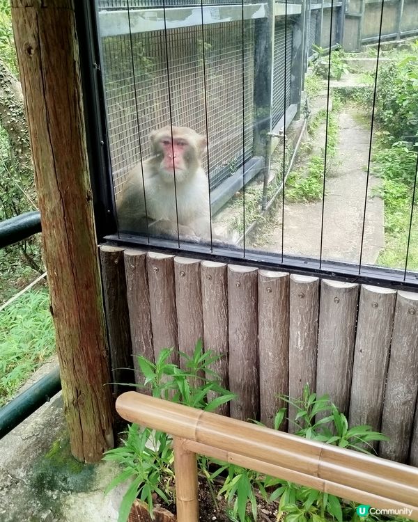 嘉道理農場70週年, 動物篇