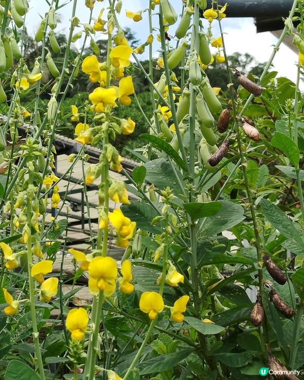 嘉道理農場70週年, 植物篇
