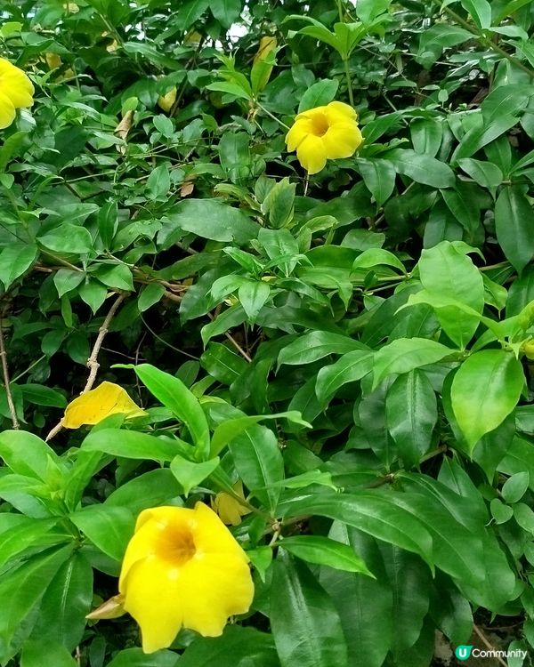 嘉道理農場70週年, 植物篇