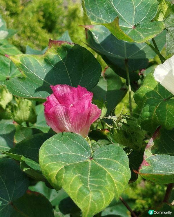嘉道理農場70週年, 植物篇
