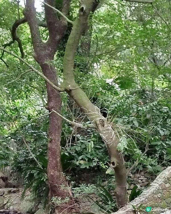 嘉道理農場70週年, 植物篇