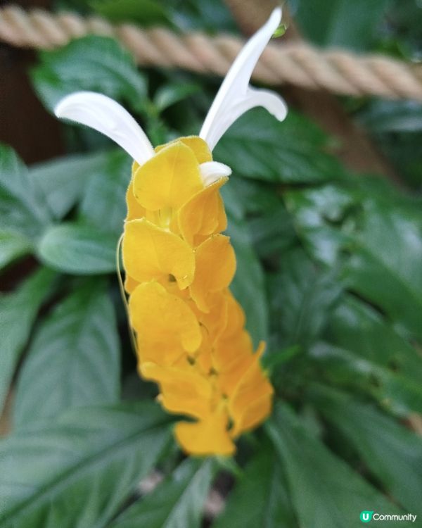 嘉道理農場70週年, 植物篇