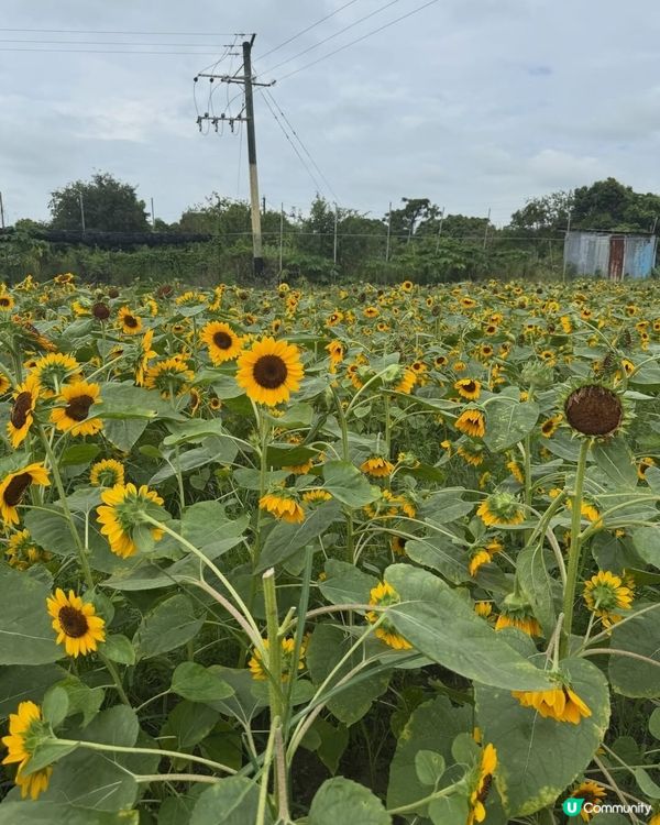🌻我愛花花🌻信芯園最後金黃花海🌻⏳