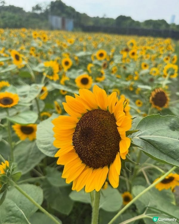 🌻我愛花花🌻信芯園最後金黃花海🌻⏳
