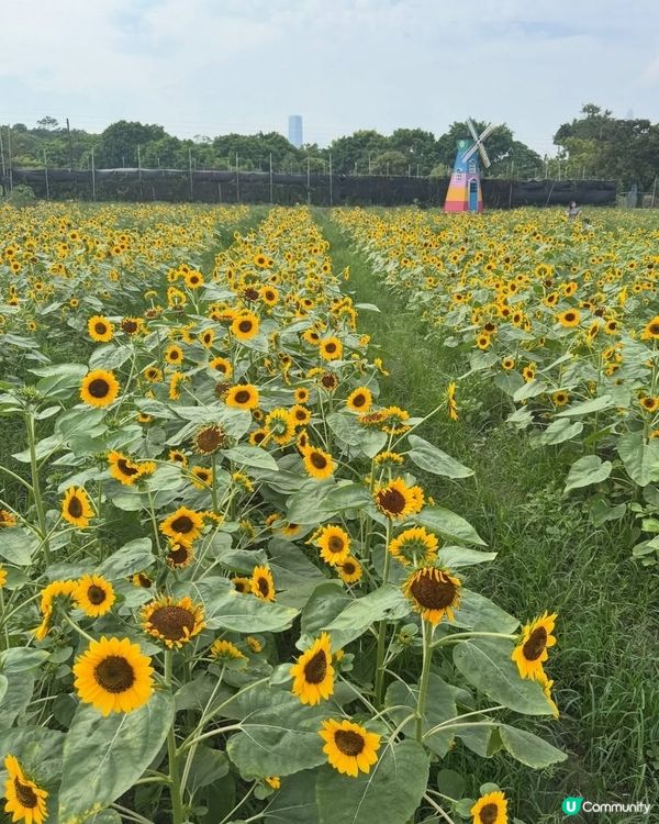 🌻我愛花花🌻信芯園最後金黃花海🌻⏳