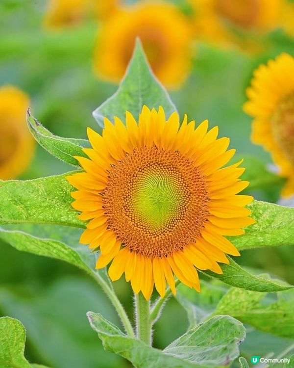 🌻我愛花花🌻信芯園最後金黃花海🌻⏳