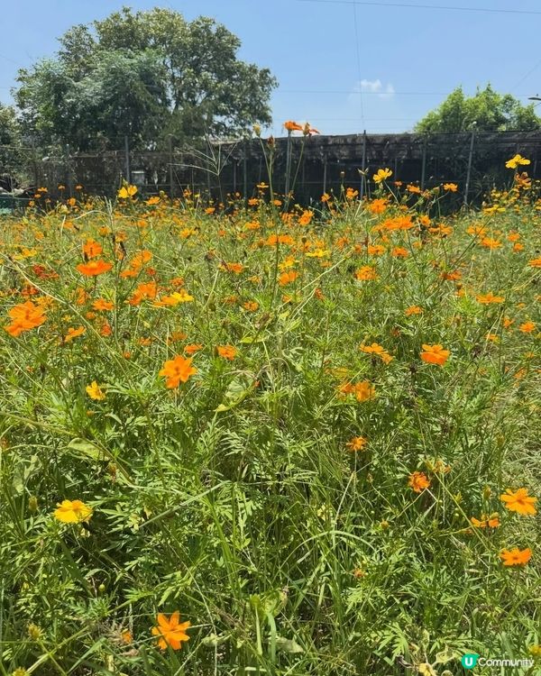 🌻我愛花花🌻信芯園最後金黃花海🌻⏳