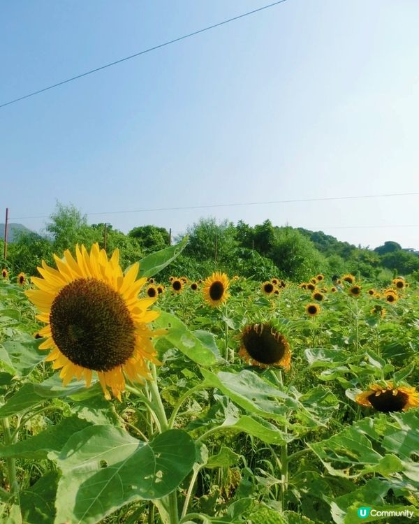 🌻我愛花花🌻信芯園最後金黃花海🌻⏳