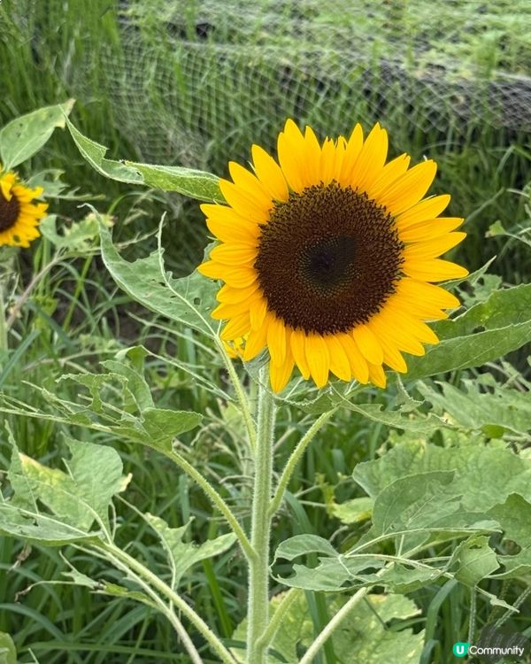 🌻我愛花花🌻信芯園最後金黃花海🌻⏳