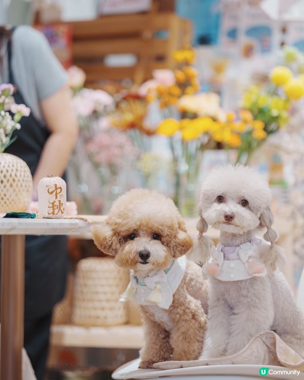 人寵 Flower jamming 初體驗💐🐶🏮