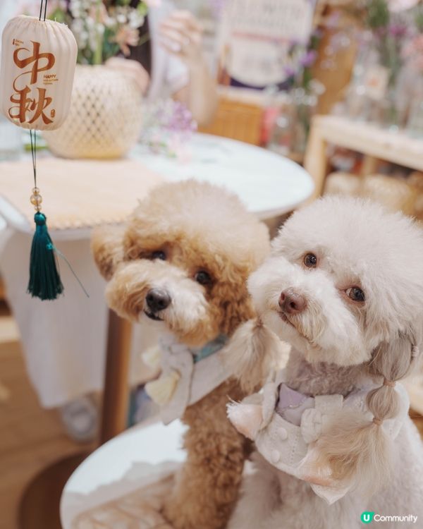 人寵 Flower jamming 初體驗💐🐶🏮