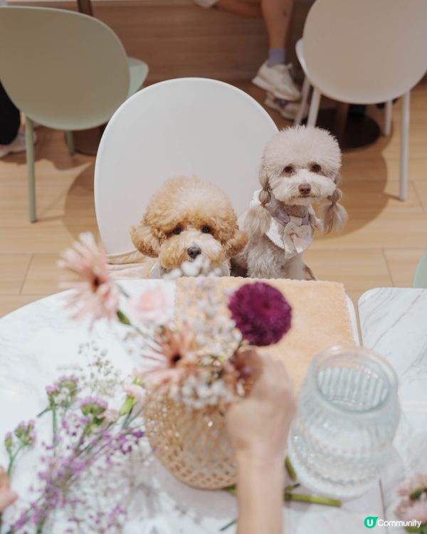 人寵 Flower jamming 初體驗💐🐶🏮