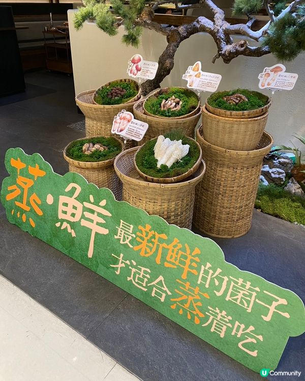 🔥深圳首創牛肝菌桑拿雞🐓快來品嘗山野鮮味