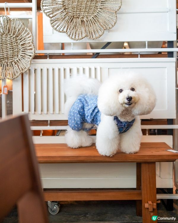 鴨脷洲新寵物友善餐廳🐶🍽️💖