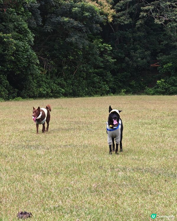 陽光燦爛☀️行山樂！🐶🌳