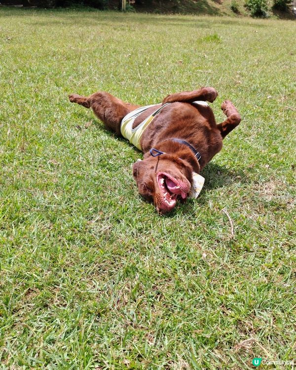 陽光燦爛☀️行山樂！🐶🌳