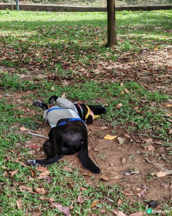 陽光燦爛☀️行山樂！🐶🌳