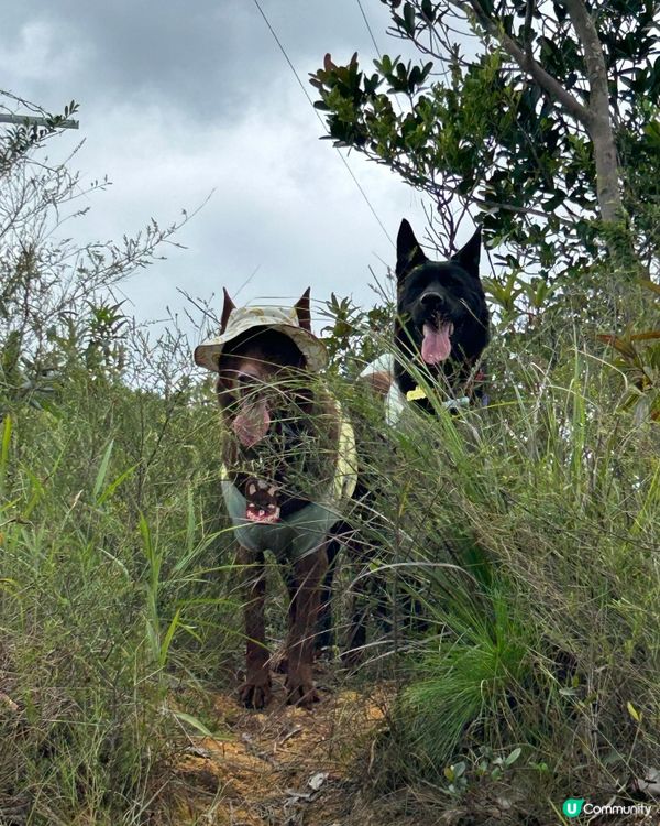 陽光燦爛☀️行山樂！🐶🌳