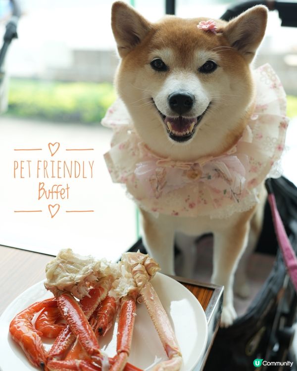 🐶帶毛孩食酒店Buffet🍽️