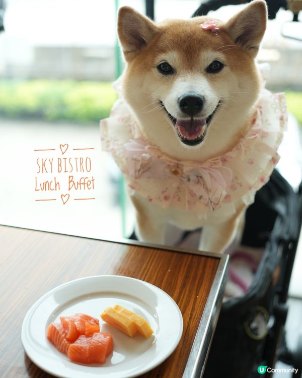 🐶帶毛孩食酒店Buffet🍽️