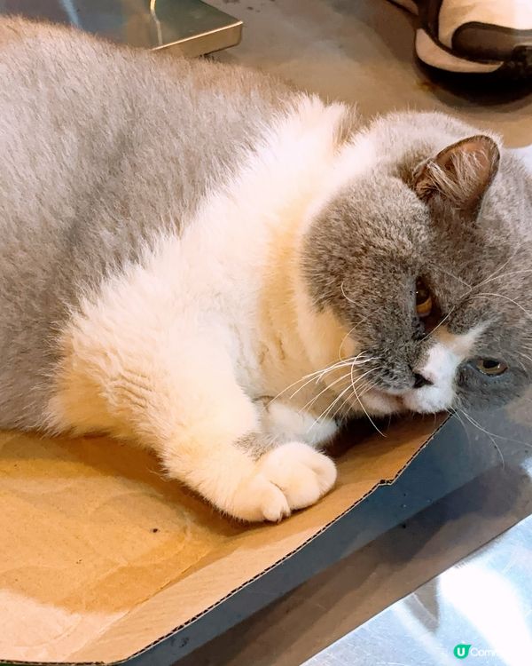 人氣新開小店🆕🆕🆕貓奴必去