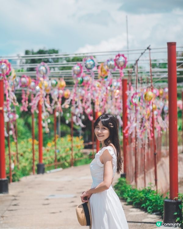 元朗信芯園最後花海!唔止太陽花,仲有超多打卡位