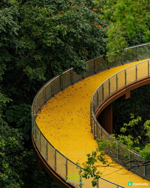 深圳新開136.6萬m²網紅公園🏞️黃色S形棧道/樹屋兒童樂園/360°天空之環