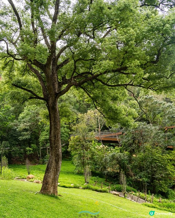 深圳新開136.6萬m²網紅公園🏞️黃色S形棧道/樹屋兒童樂園/360°天空之環