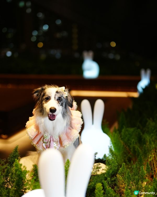 巨型🌕月亮與月兔🐇