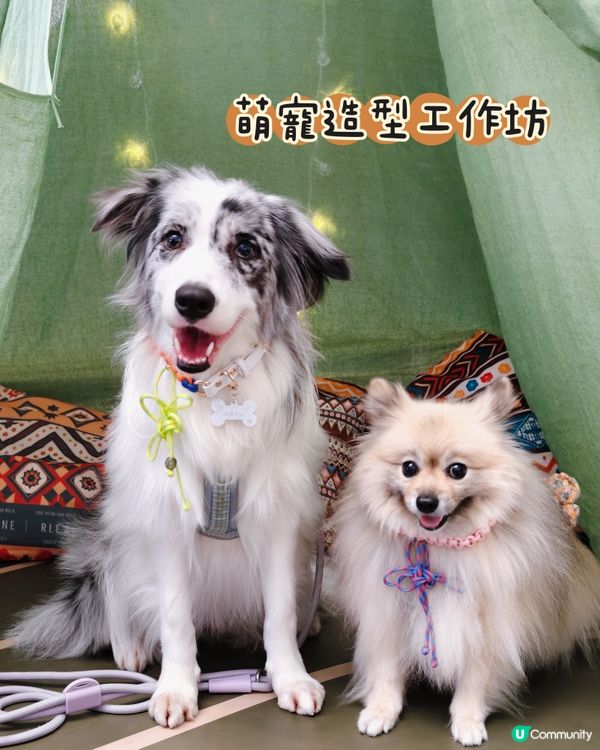 SNDO Pawsliday|寵寵秋日營 🐾🍂
