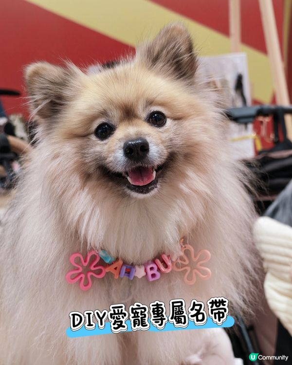 SNDO Pawsliday|寵寵秋日營 🐾🍂