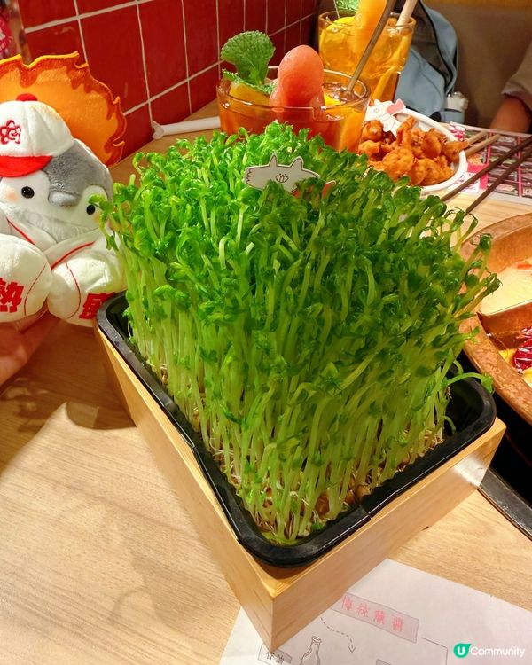 10週年慶！方叔貓奴套餐🤤🐱