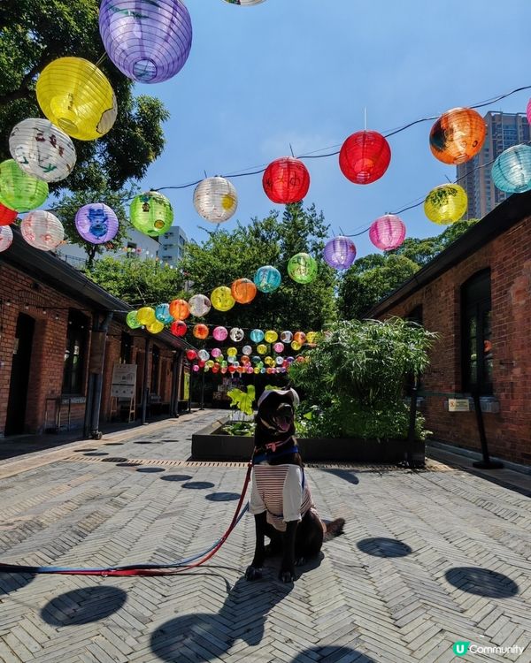 🐶📸燈籠節