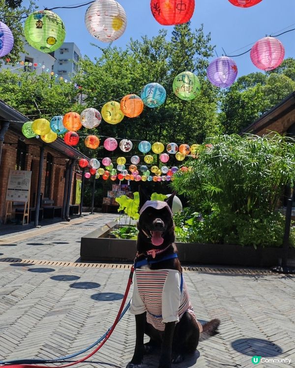 🐶📸燈籠節