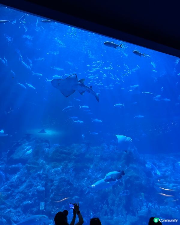熱到癲🎢 同囡囡去海洋館吹下冷氣🌊