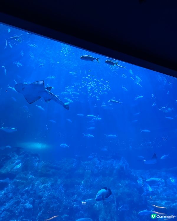 熱到癲🎢 同囡囡去海洋館吹下冷氣🌊