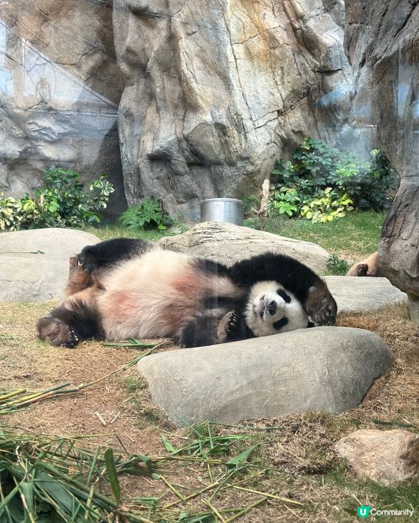 海洋公園一日遊！🐼