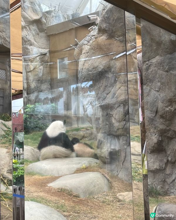 親子海洋公園遊🐢教育意義滿分！