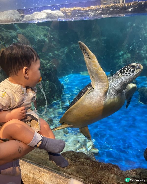 親子海洋公園遊🐢教育意義滿分！